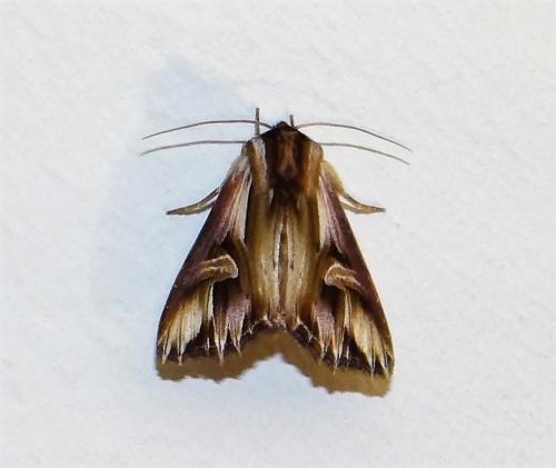 Réf. 306 580 : Actinotia polyodon
